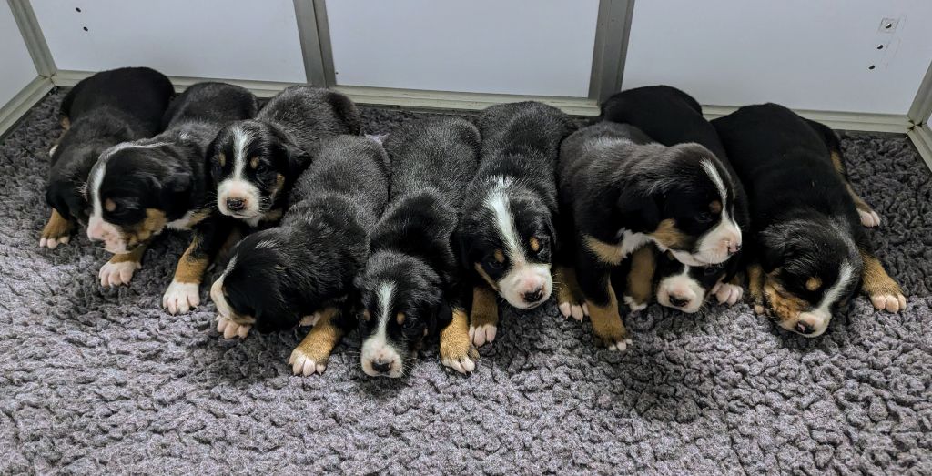 chiot Grand bouvier suisse De Brapêche