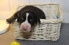 CHIOT n°2, poids de naissance 540g : Nook