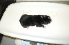 CHIOT 2 : Little Chuck;  poids de naissance 520g