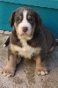 CHIOT 5 : Mr Keks;  poids de naissance 620g