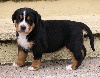 CHIOT 3 : poids de naissance 830g : Myrtille