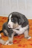 CHIOT 6, poids de naissance 630g : Merlin