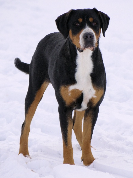 CH. Fidget du Val du Sânon