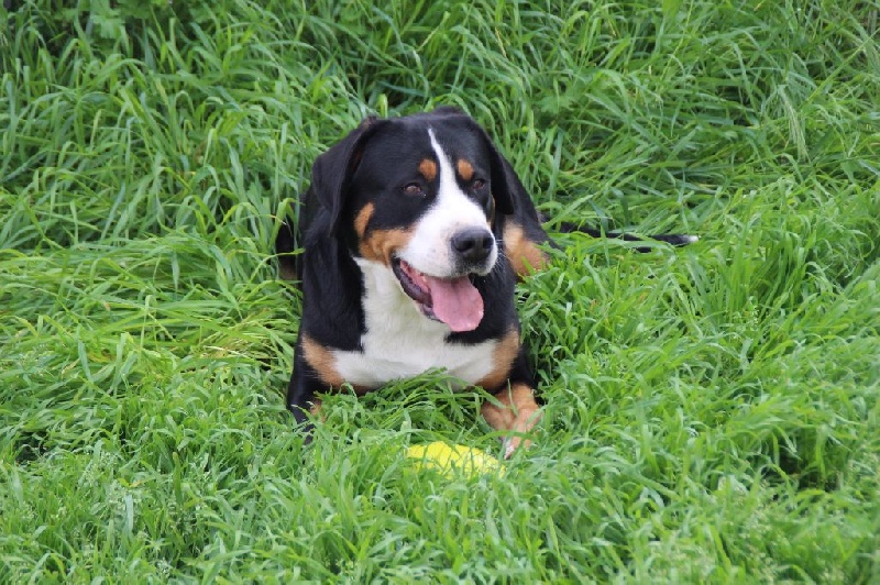 CH. Joly-coeur De Brapêche