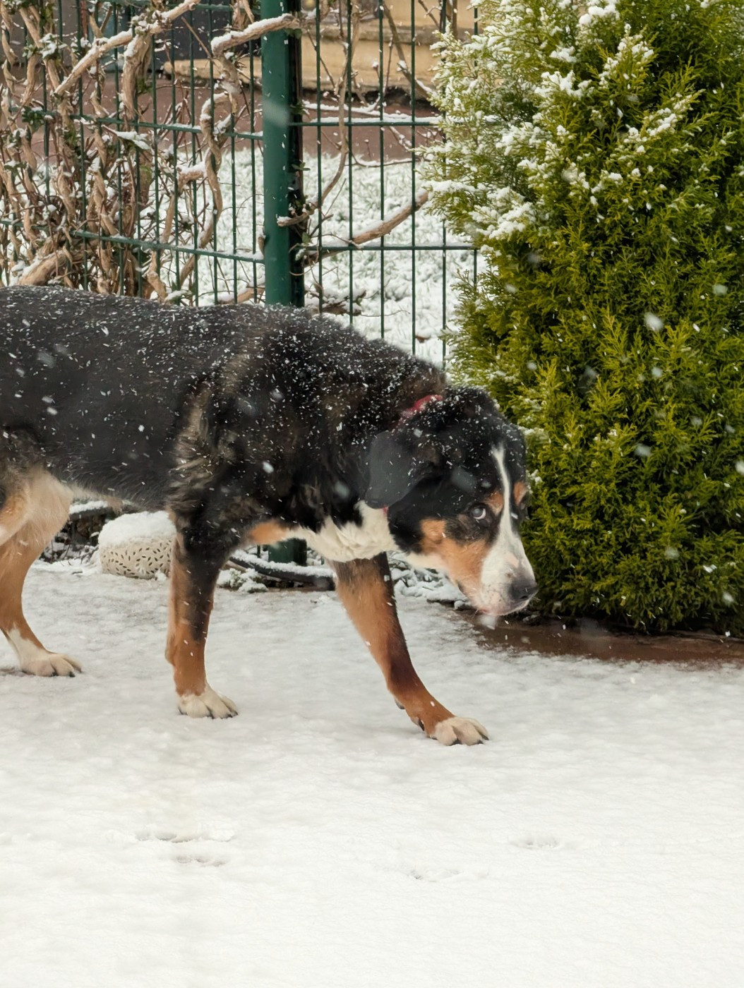 Au revoir ma petite Flores