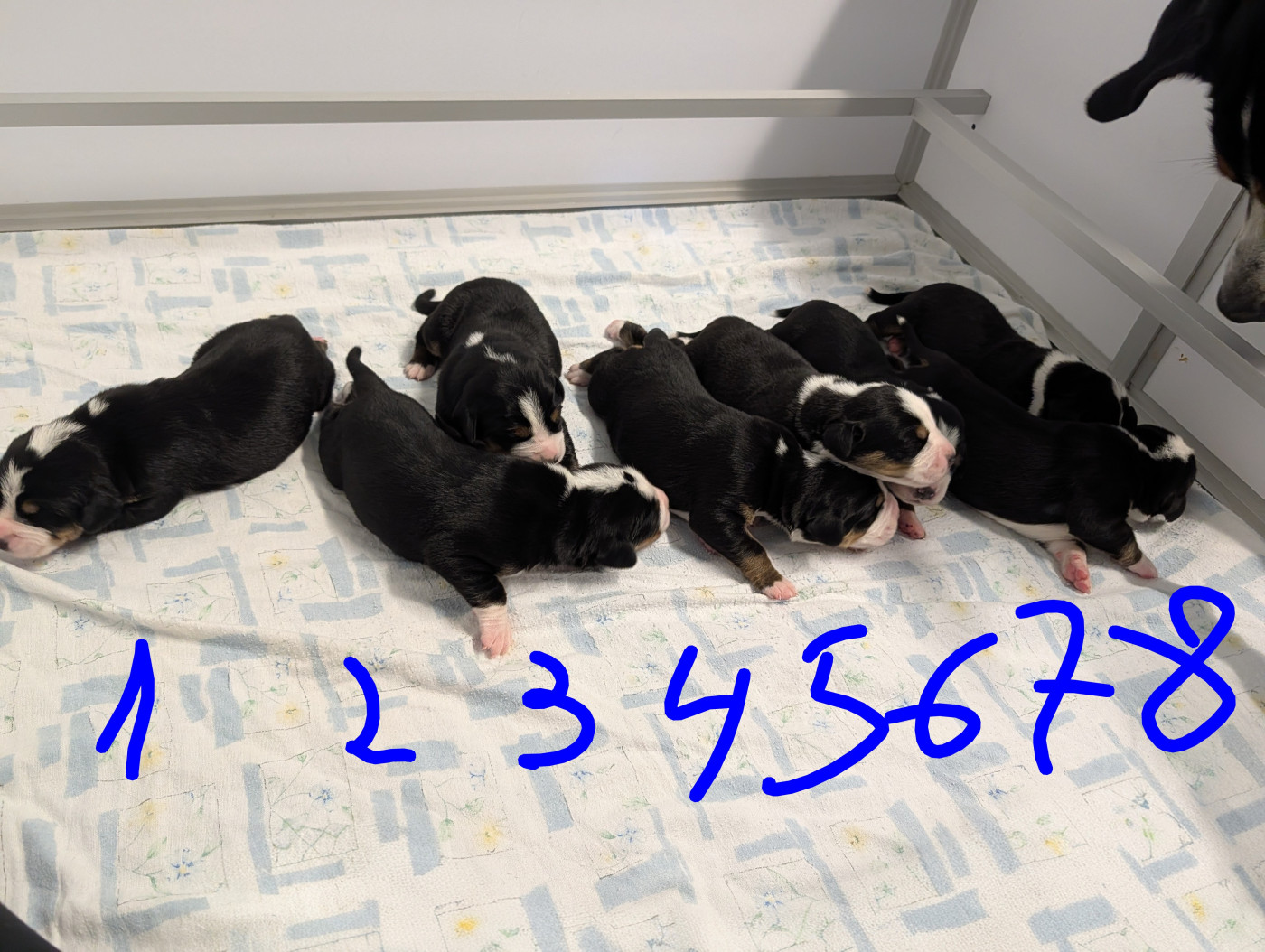 Chiot Grand bouvier suisse De Brapêche