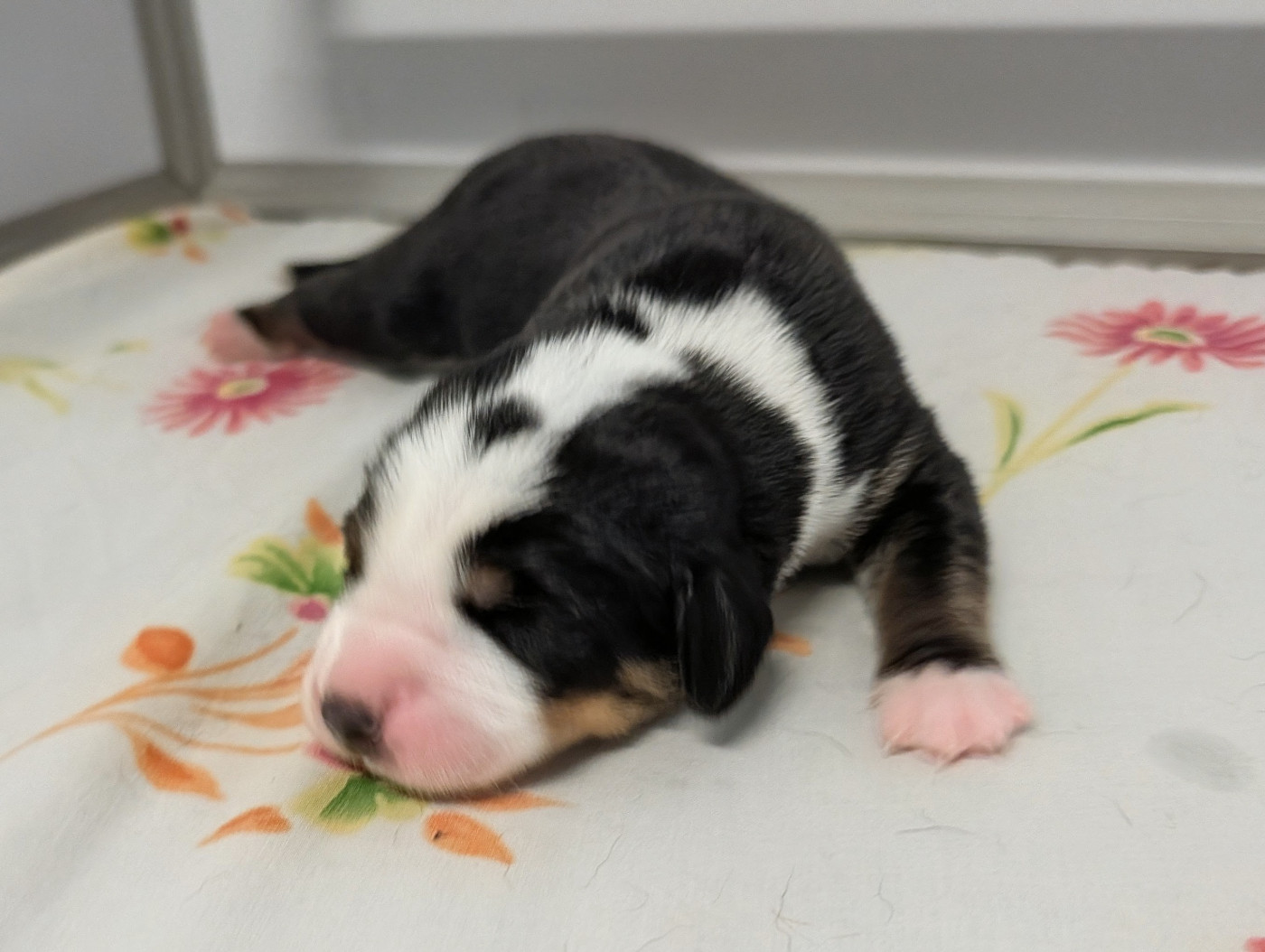 De Brapêche - Chiots disponibles - Grand bouvier suisse