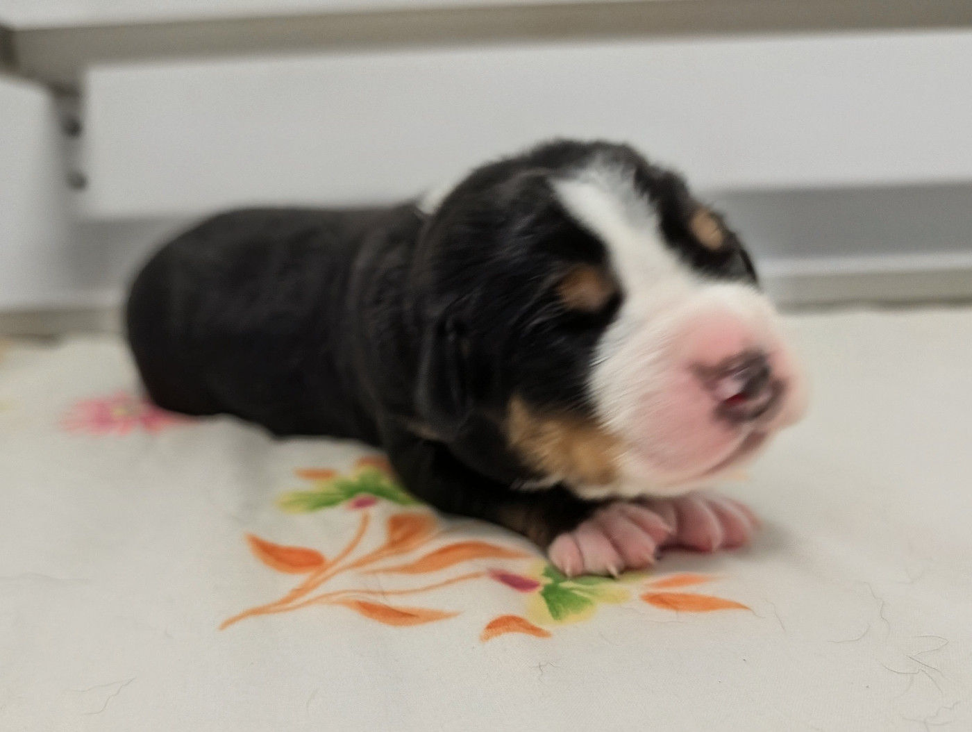 De Brapêche - Chiots disponibles - Grand bouvier suisse