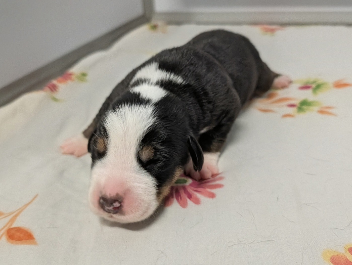 De Brapêche - Chiots disponibles - Grand bouvier suisse