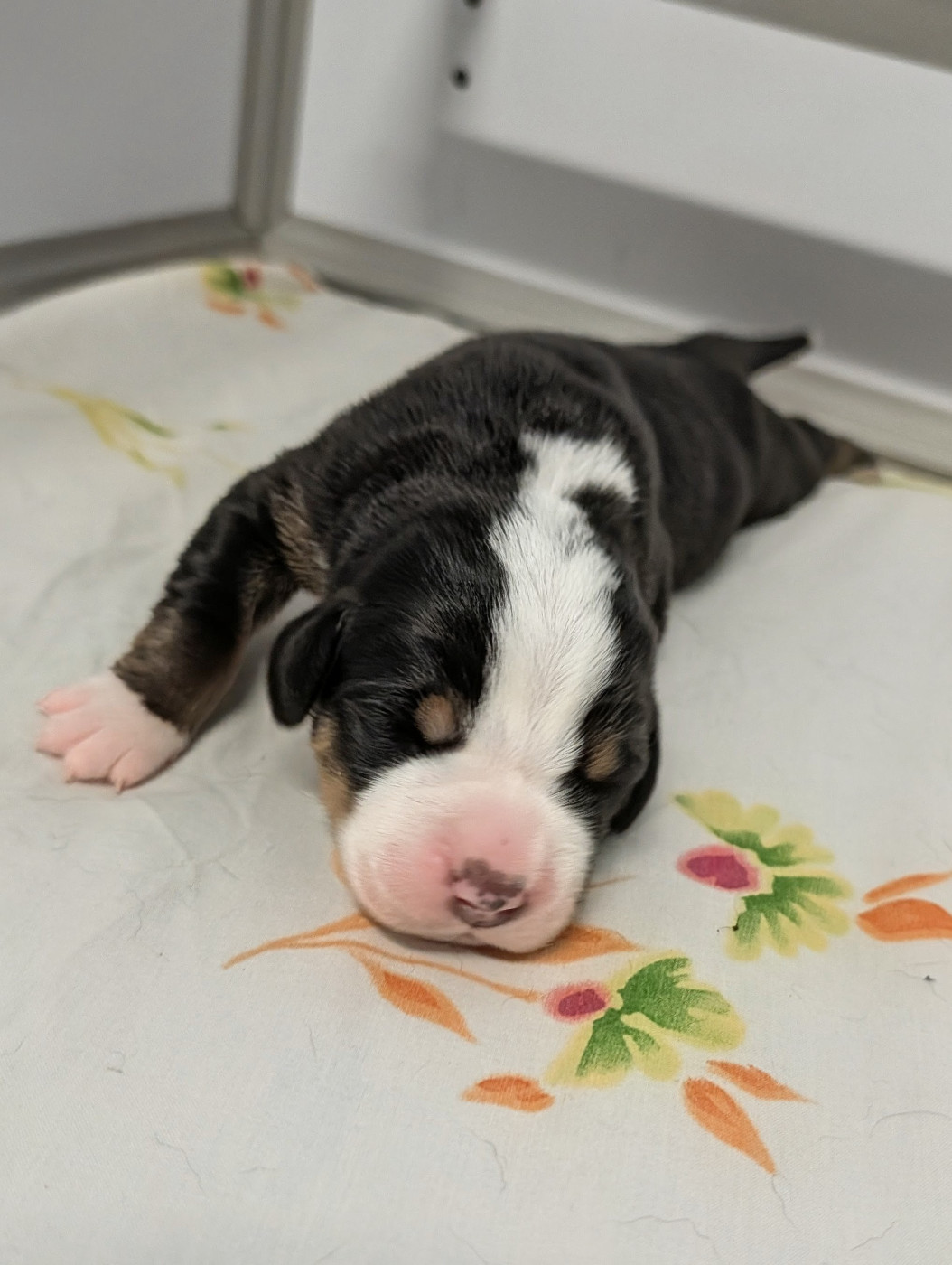 De Brapêche - Chiots disponibles - Grand bouvier suisse