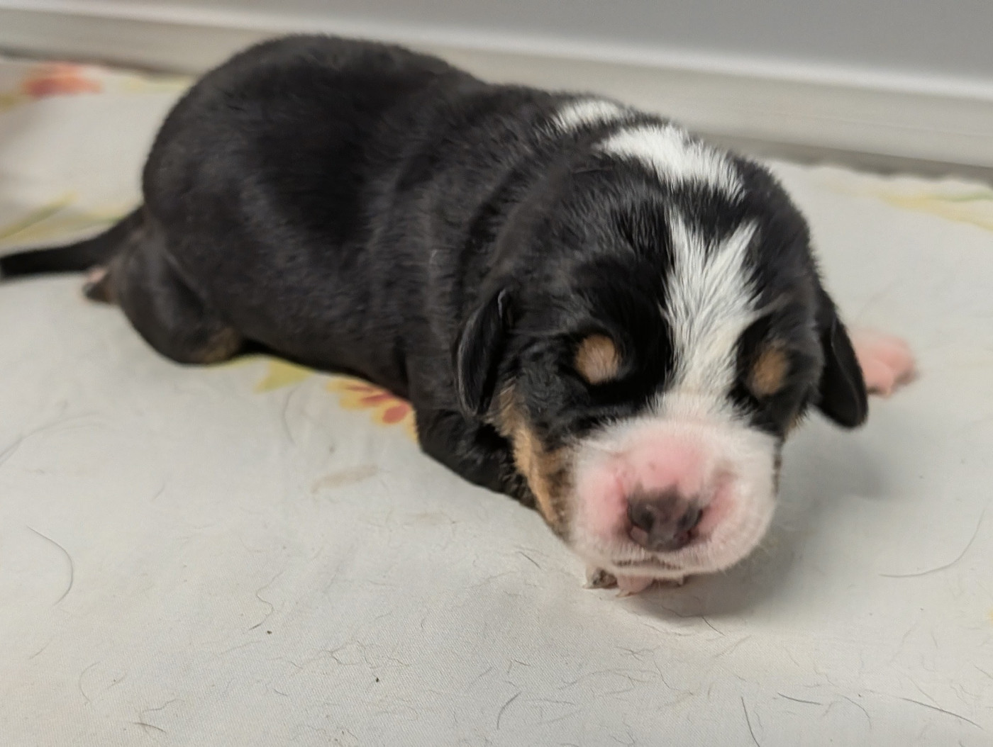 De Brapêche - Chiots disponibles - Grand bouvier suisse