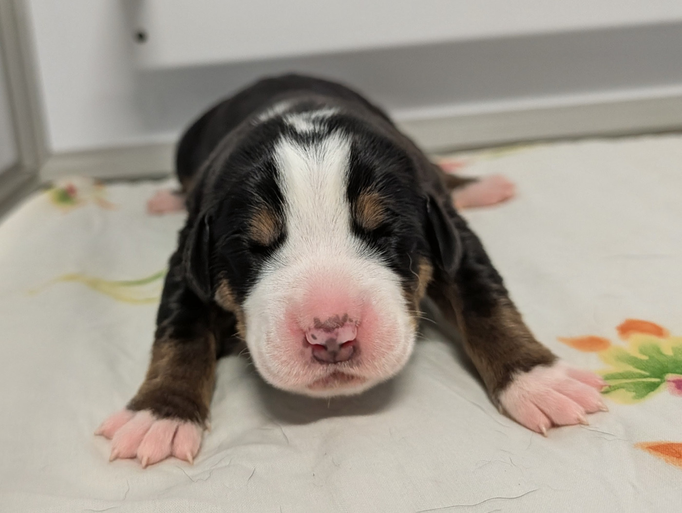 De Brapêche - Chiots disponibles - Grand bouvier suisse