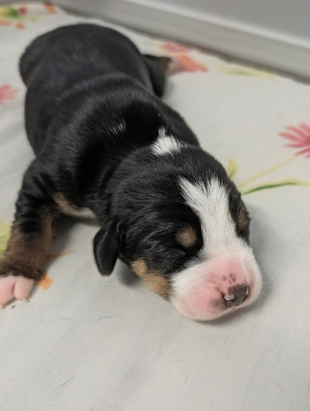 De Brapêche - Chiots disponibles - Grand bouvier suisse