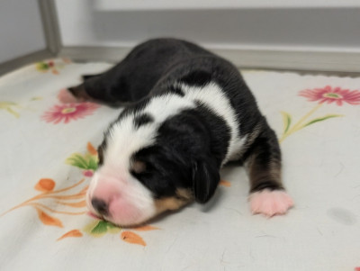 Chiot 2