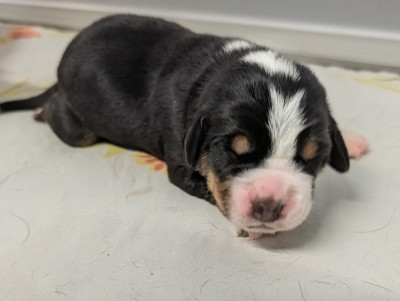 Chiot 1