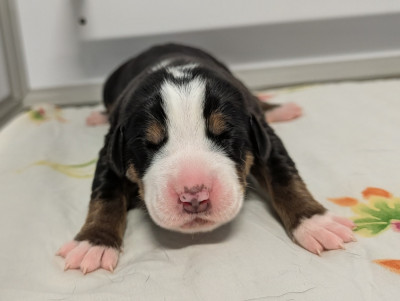 Chiot 4