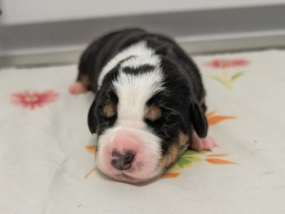 Chiot 8